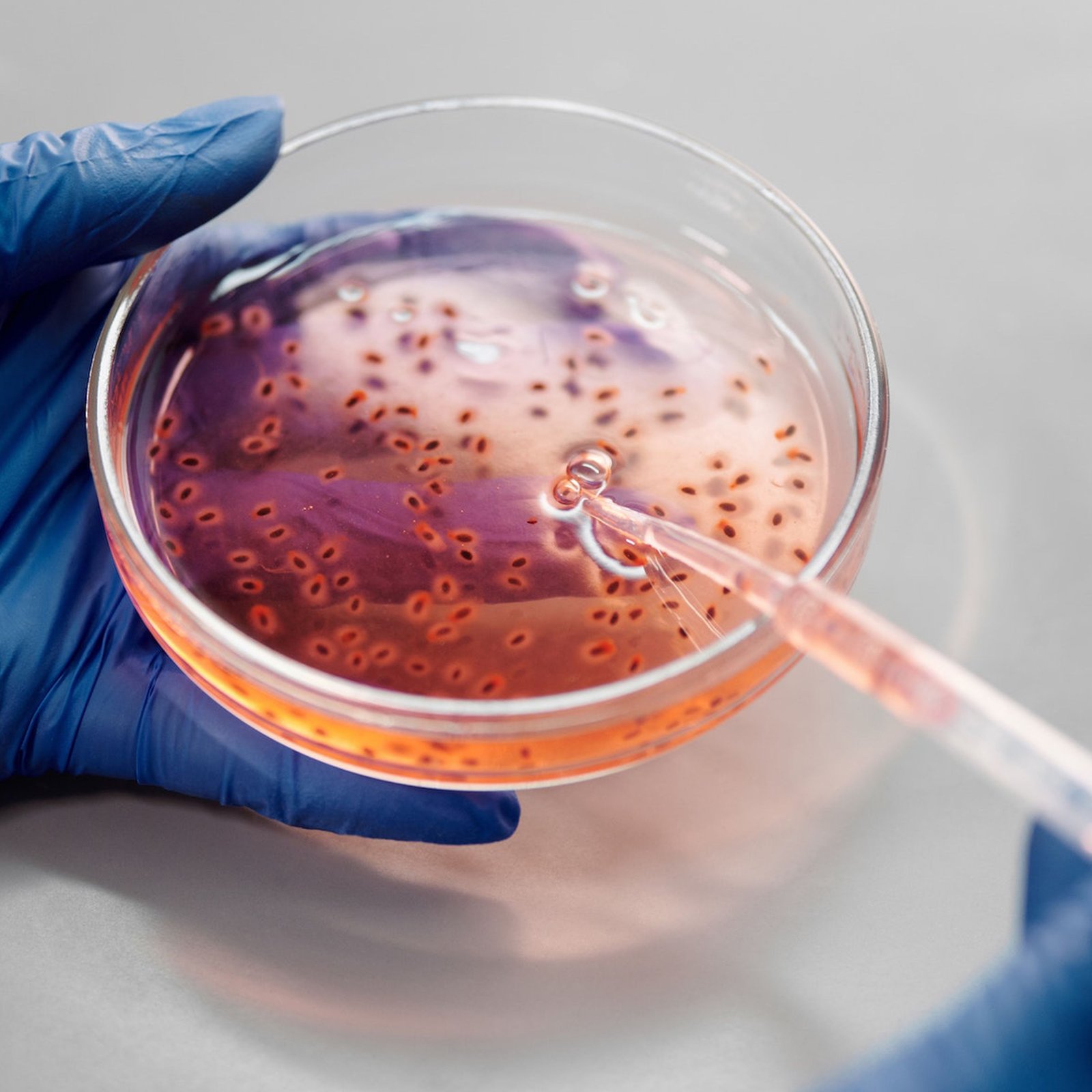 Bachelor of Science (B.Sc.) in Genetics